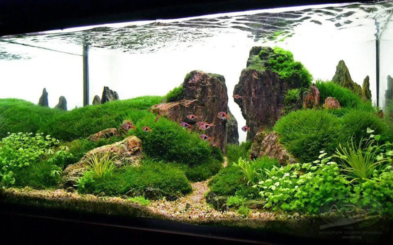 The Rium Aquarium Store
